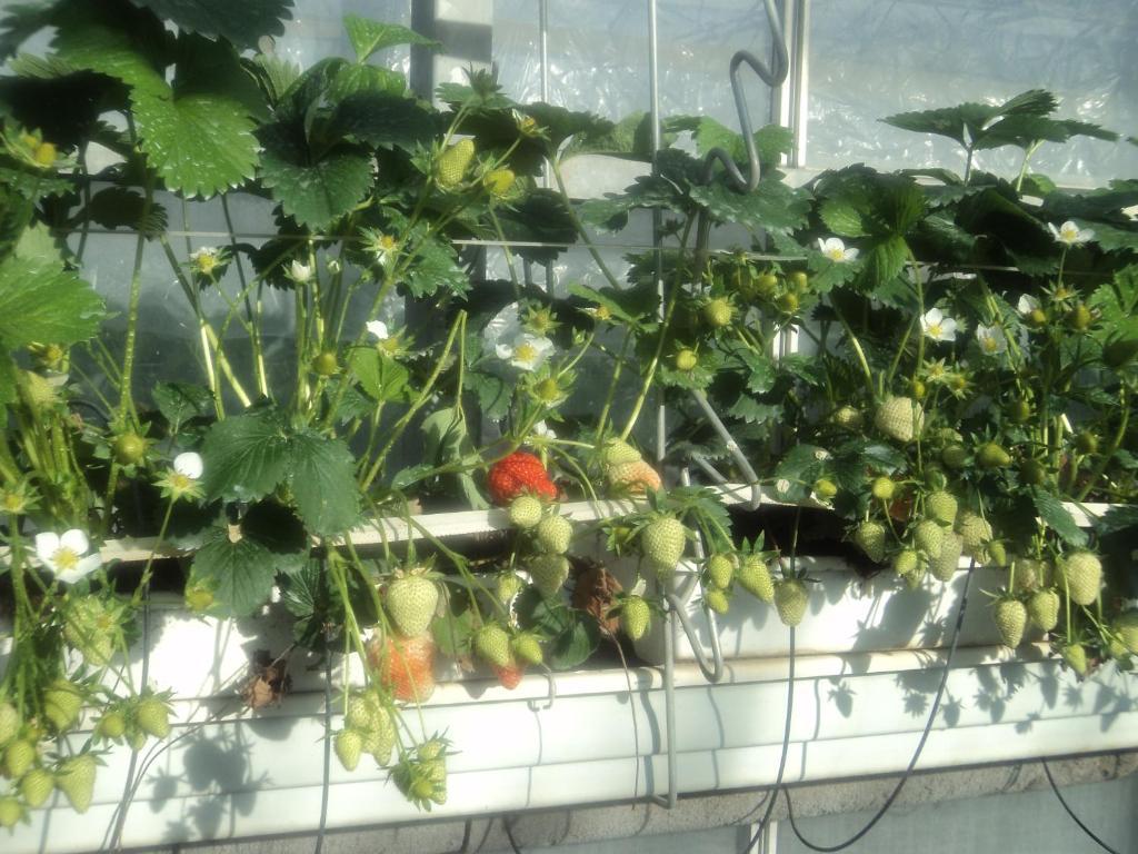 Juwel Fruithof Zepperen Quarto foto